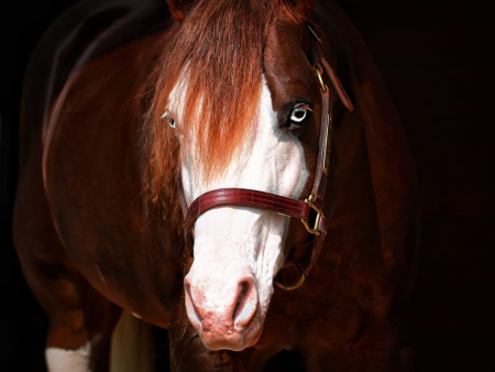 Haras Frange realiza quinta edição de seu tradicional leilão nos dias 16 e 17 de agosto em São Paulo